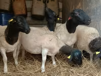 Қошқар, Dorper sheep — 4-сурет
