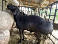 Carnero, Hissar sheep — foto 5