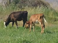 Vaca, Red Estonian cattle — foto 3