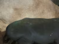 Қошқар, Hissar sheep — 4-сурет