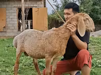 Ram, Arashan sheep — photo 4