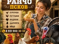 Сиыр, Голштин тұқымы — 2-сурет