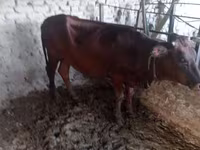 Cow, Cattle — photo 3