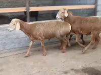 Қошқар, Edilbay sheep — 3-сурет