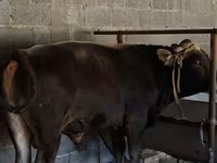 Бұқа, Ірі қара — 3-сурет