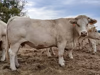 Сиыр, Charolais cattle — 2-сурет