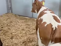 Vaca, Ganado vacuno — foto 5