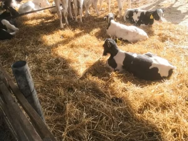 Бұқа, Swiss cattle