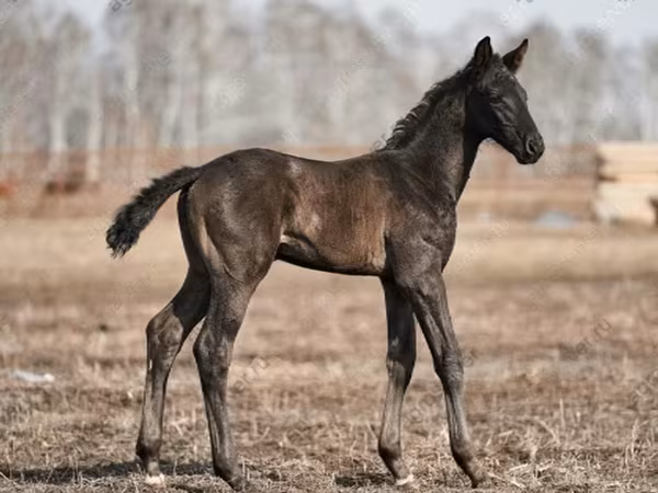 Caballo, Trakehner
