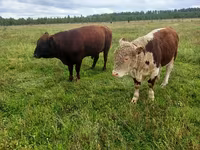 Vaca, Swiss cattle — foto 2