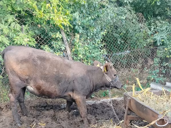Cow, Cattle