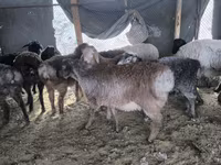 Қошқар, Hissar sheep — 2-сурет