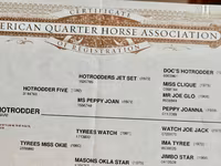 Hengst, Quarter Horse — Foto 3
