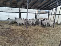 Қошқар, Romanov sheep — 2-сурет