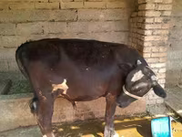 Bull, Cattle — photo 1