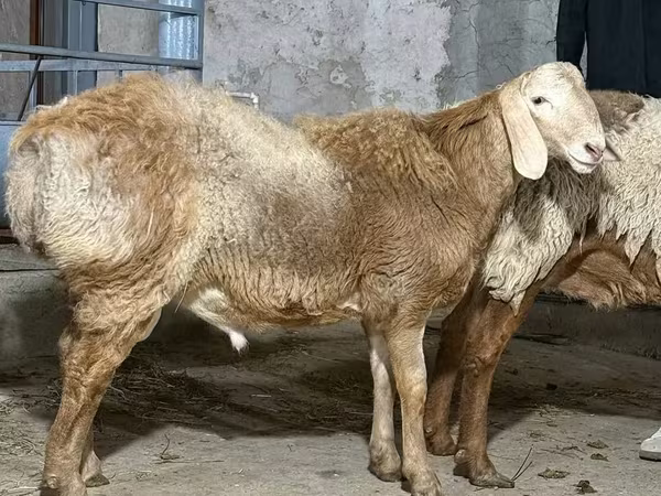 كبش, الأغنام