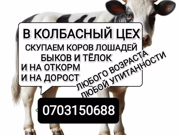Бұқа, Ірі қара — Қырғызстан