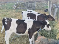 Toro, Ganado vacuno — foto 2