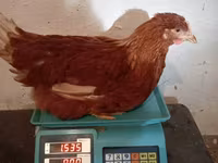 हाइसेक्स — फ़ोटो 4