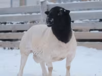 Ram, Dorper sheep — photo 1