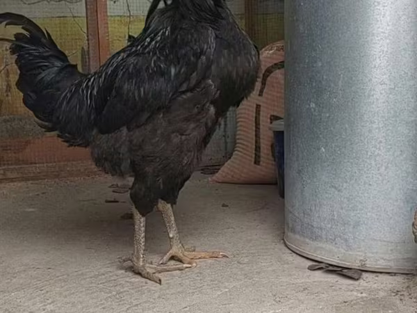 Chickens — Uzbekistán