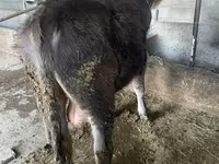 Bull, Swiss cattle — photo 2