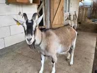 عنزة, Alpine goat — الصورة 1
