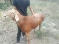 मेढ़ा, भेड़ — फ़ोटो 2