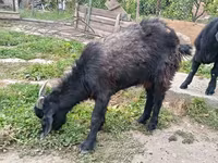 Cabro, Cabras — foto 6