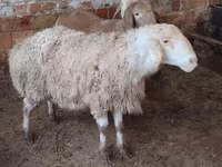Қой, West-Siberian mutton sheep — 1-сурет