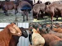 Ram, Sheep — photo 1