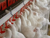 Premixuri pentru păsări şi animale / Премиксы для птиц и животных — الصورة 3