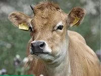गाय, हेरफोर्ड — फ़ोटो 3