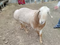 Ram, Arashan sheep — photo 4