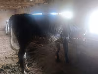 Vaca, Ganado vacuno — foto 2