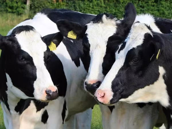 गाय, Russian Black pied cattle