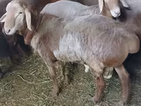 Carnero, Arashan sheep — foto 3