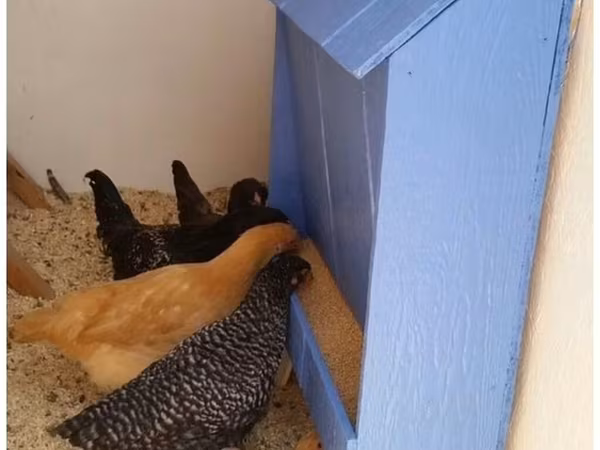 Chickens — Қырғызстан