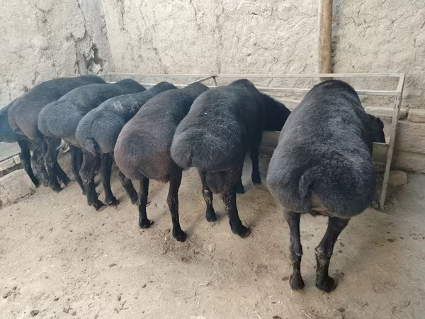 मेढ़ा, भेड़ — उज़्बेकिस्तान