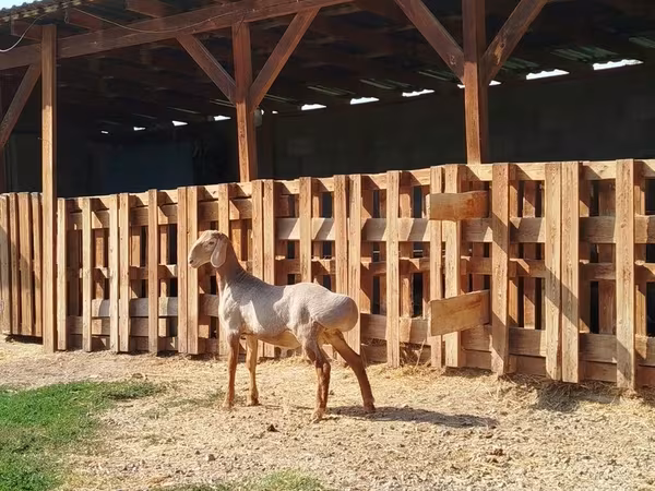 Қошқар, Edilbay sheep