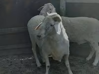 मेढ़ा, भेड़ — फ़ोटो 4