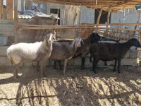Carnero, Ovejas — foto 1