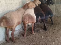 Ram, Arashan sheep — photo 3