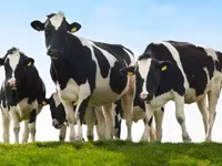 公牛, Cattle — 照片 3