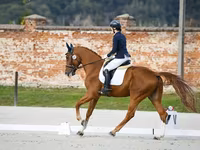 Hengst, Friesian sport horse — Foto 4