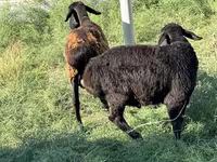 公羊, Sheep — 照片 1