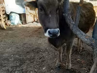 بقرة, Swiss cattle — الصورة 4