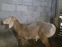 Қошқар, Arashan sheep — 5-сурет