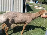 Қошқар, Edilbay sheep — 4-сурет
