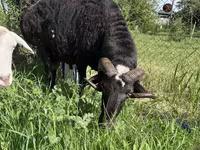 Billy Goat, Goats — photo 1